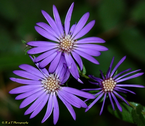 {Symphyotrichum georgianum}